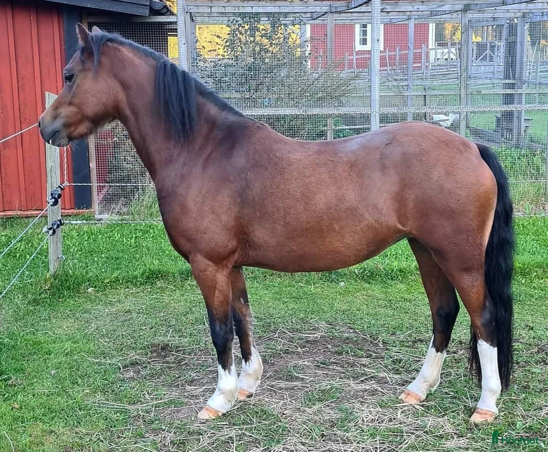 Allround hästar till salu: Welsh Mountainsto, 8 år, trygg, enkel & fin i avel - Annons 1