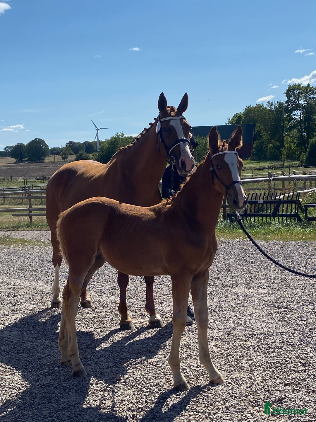 Allround hästar till salu: Julklapp🎁 e Madness-Baltimore, underbart stoföl🌟 i Broakulla - Annons 1
