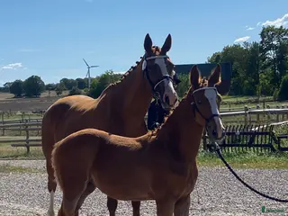 Allround hästar till salu: Julklapp🎁 e Madness-Baltimore, underbart stoföl🌟 i Broakulla - Annons 2