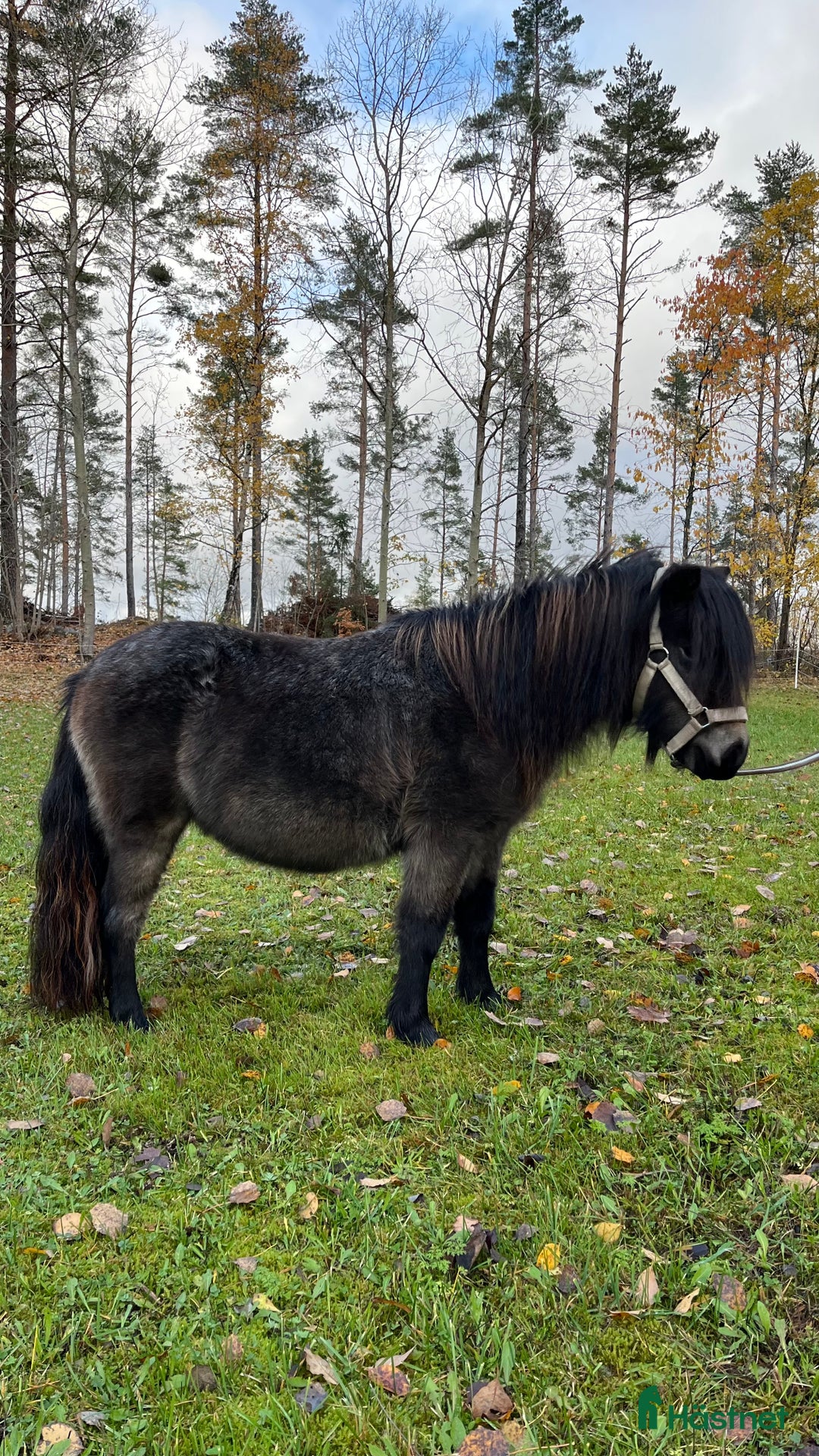 Allround hästar till salu: Fantastiskt sto  i Visingsö - Annons 3