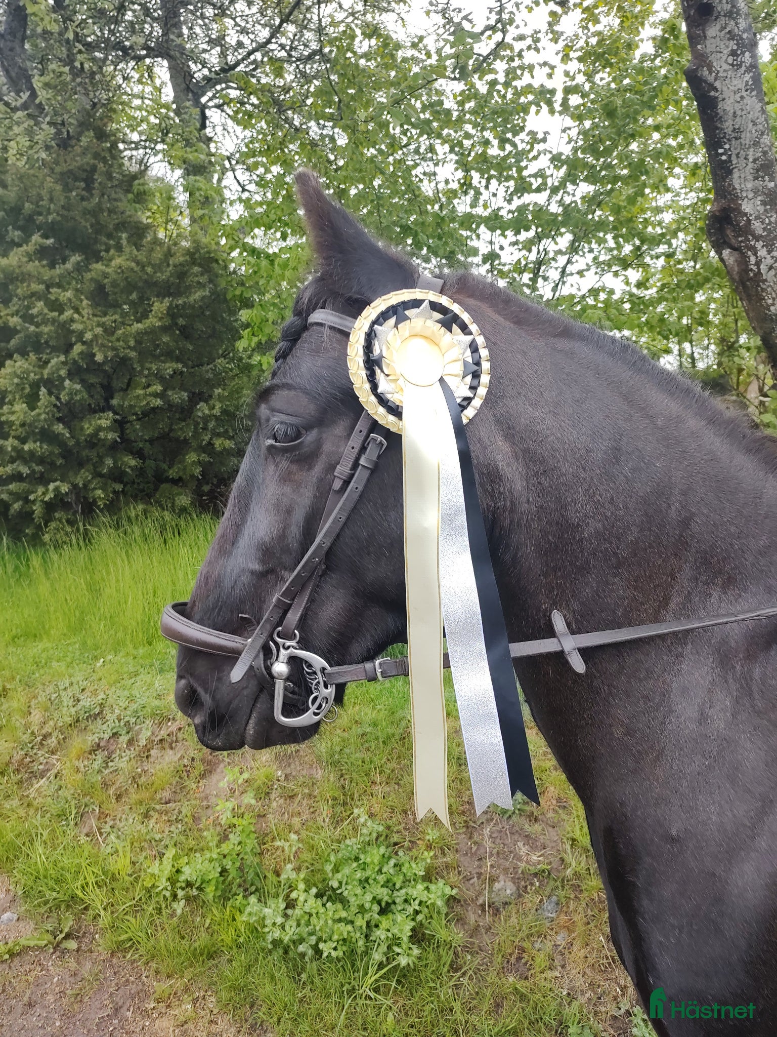  hästar Magic mor o dotter? verksamheter  - Annons 1