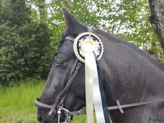 hästar Magic mor o dotter? verksamheter - Annons 1