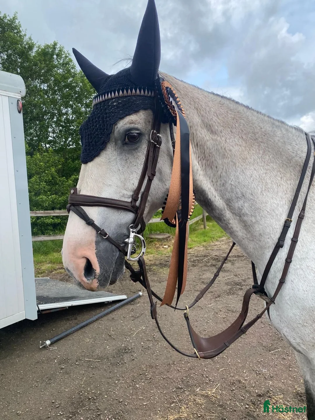 Hoppning hästar till salu: Modig med mkt kapacitet - Annons 1