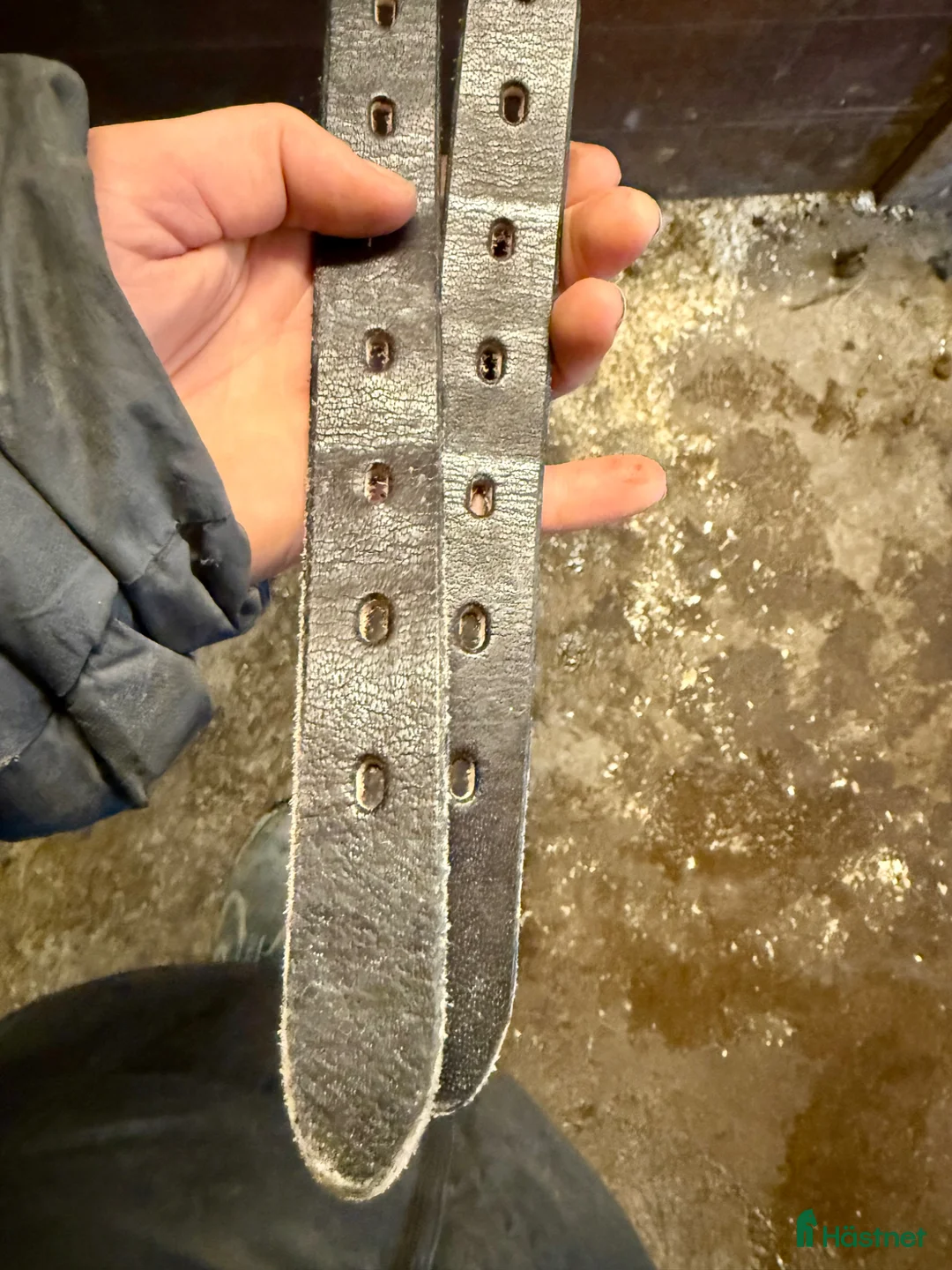 Sadlar hästutrustning till salu: Globus Gloi Island/dressyr - Annons 5