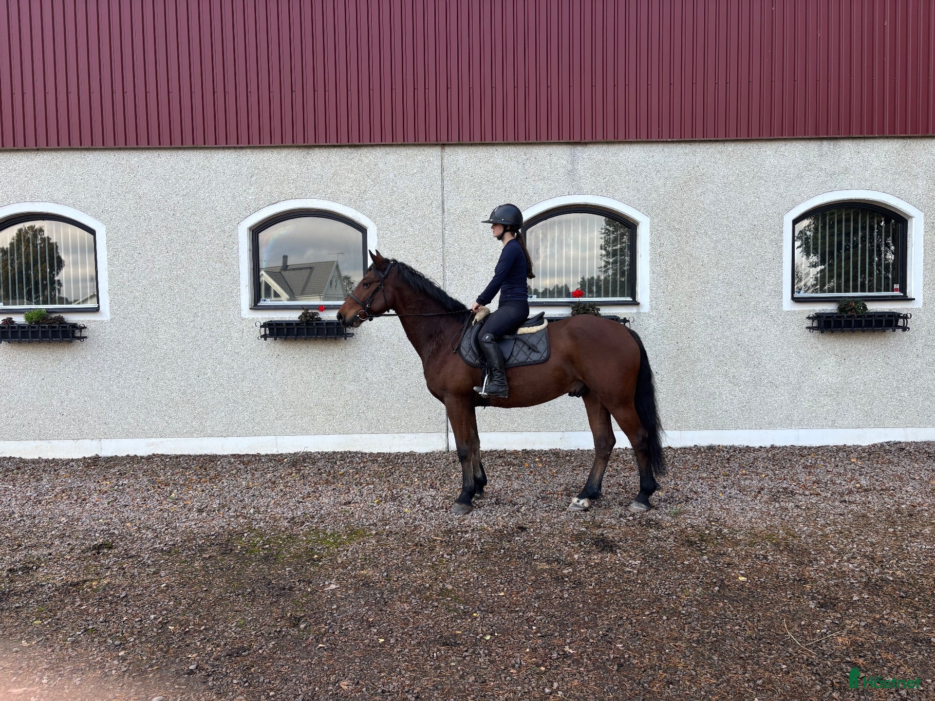  hästar Super snäll ponny - Annons 18