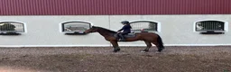 Allround hästar till salu: Super snäll ponny - Annons 1