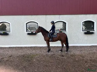 hästar Super snäll ponny - Annons 18