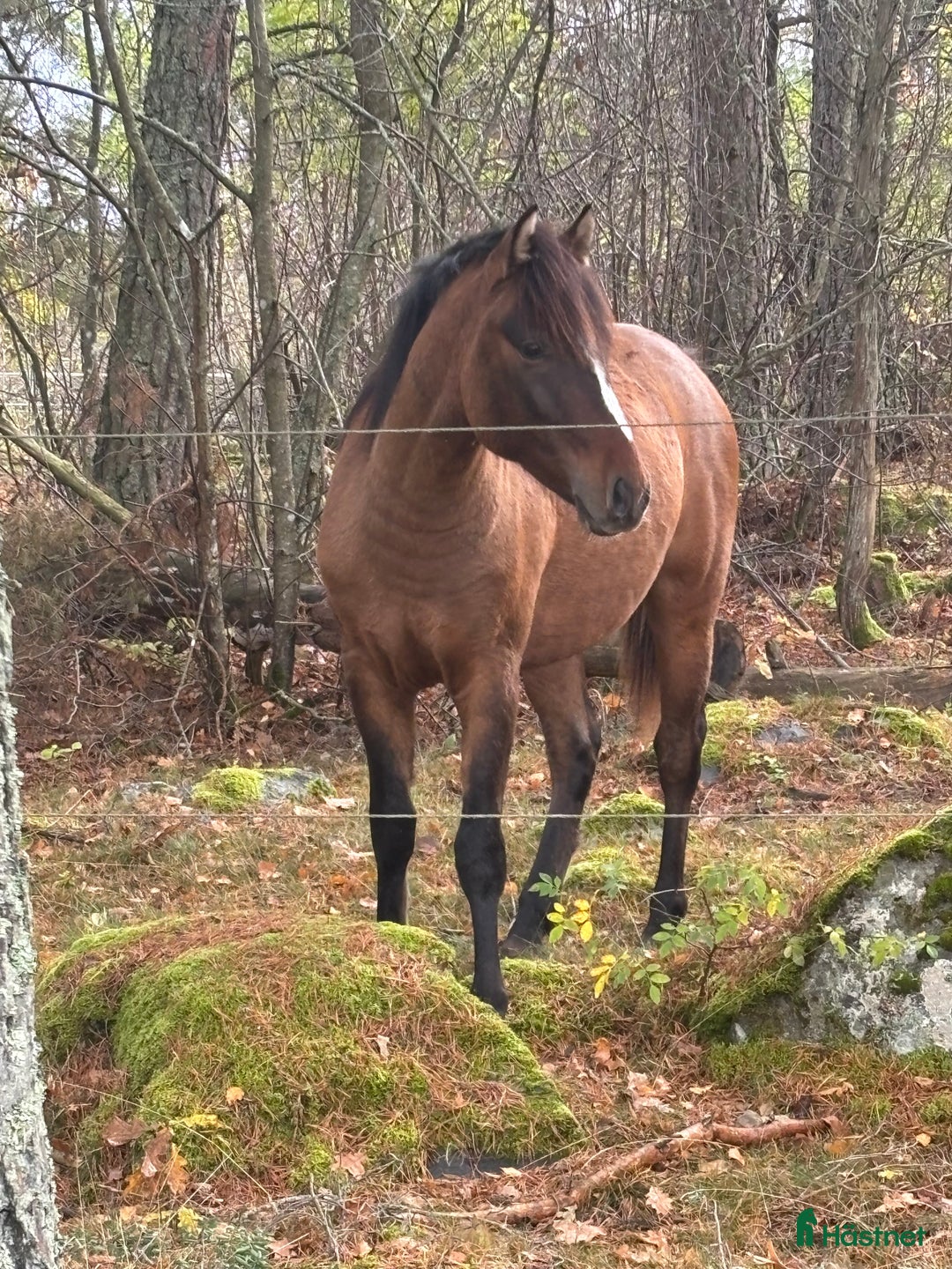Hoppning hästar till salu: Lovande , charmig ponny i Köping - Annons 10