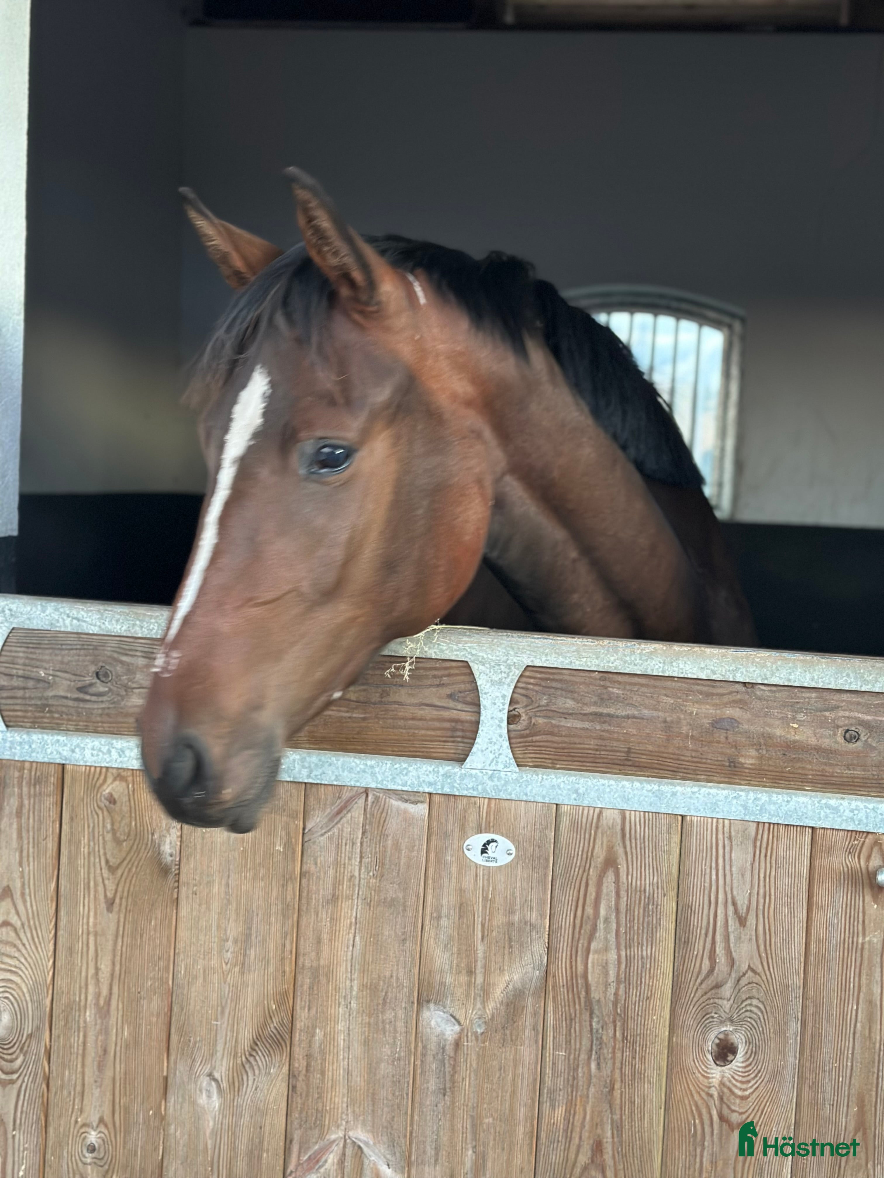  hästar Tillfälle! Elegant sto - Annons 20