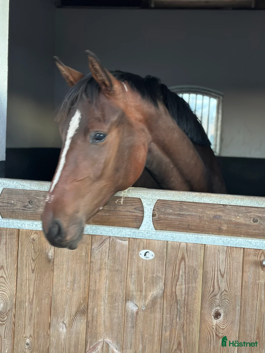 Dressyr hästar till salu: Tillfälle! Elegant sto - Annons 1