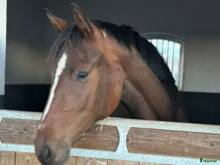 hästar Tillfälle! Elegant sto - Annons 20