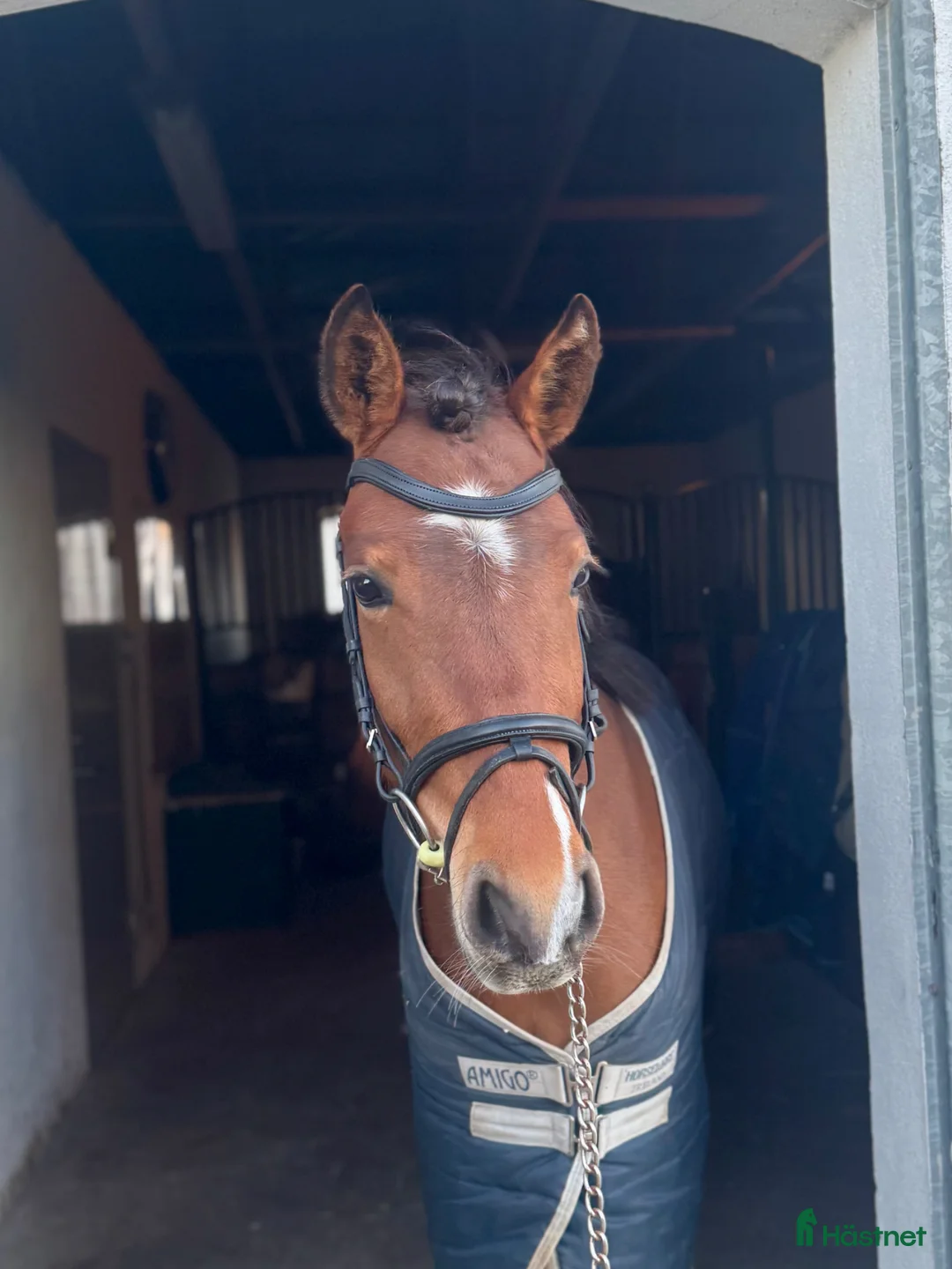 Träns hästutrustning till salu: Svart allround träns  - Annons 2