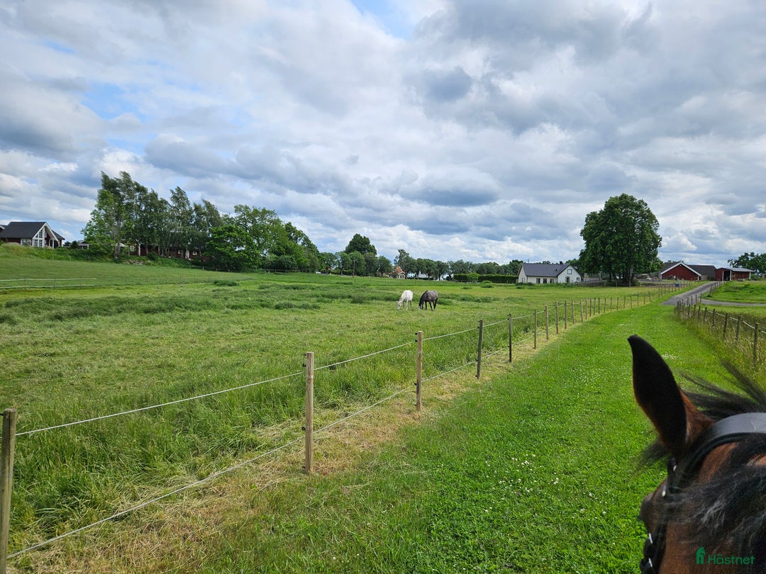  stallplats finnes: Stallplats i Färlöv - Annons 5