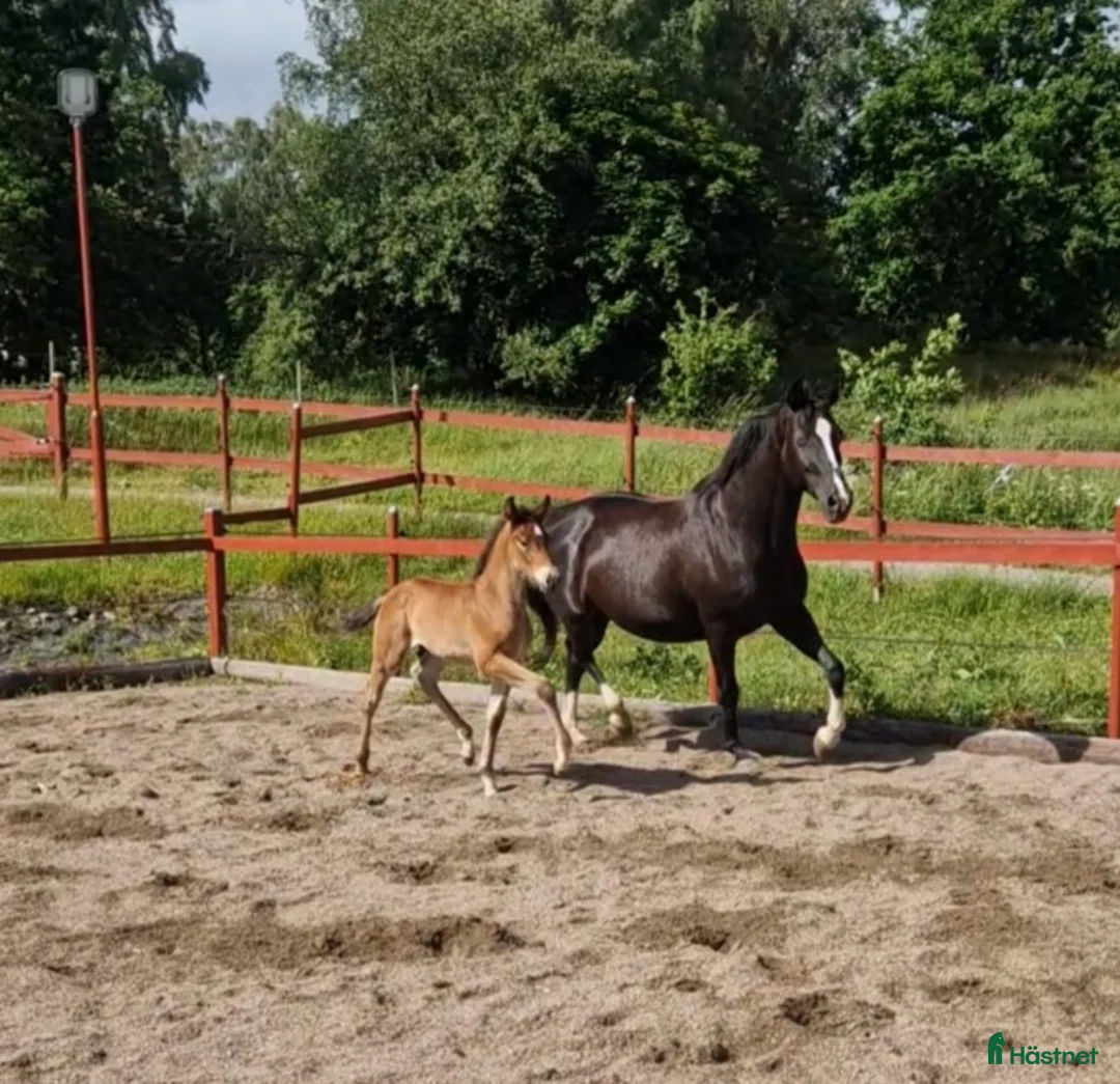 Allround hästar till salu: Vaquero  - Annons 7
