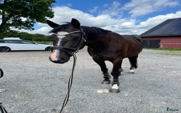 Avel hästar till salu: Snyggt avelsto!/Sällskap i Berghem - Bild 1