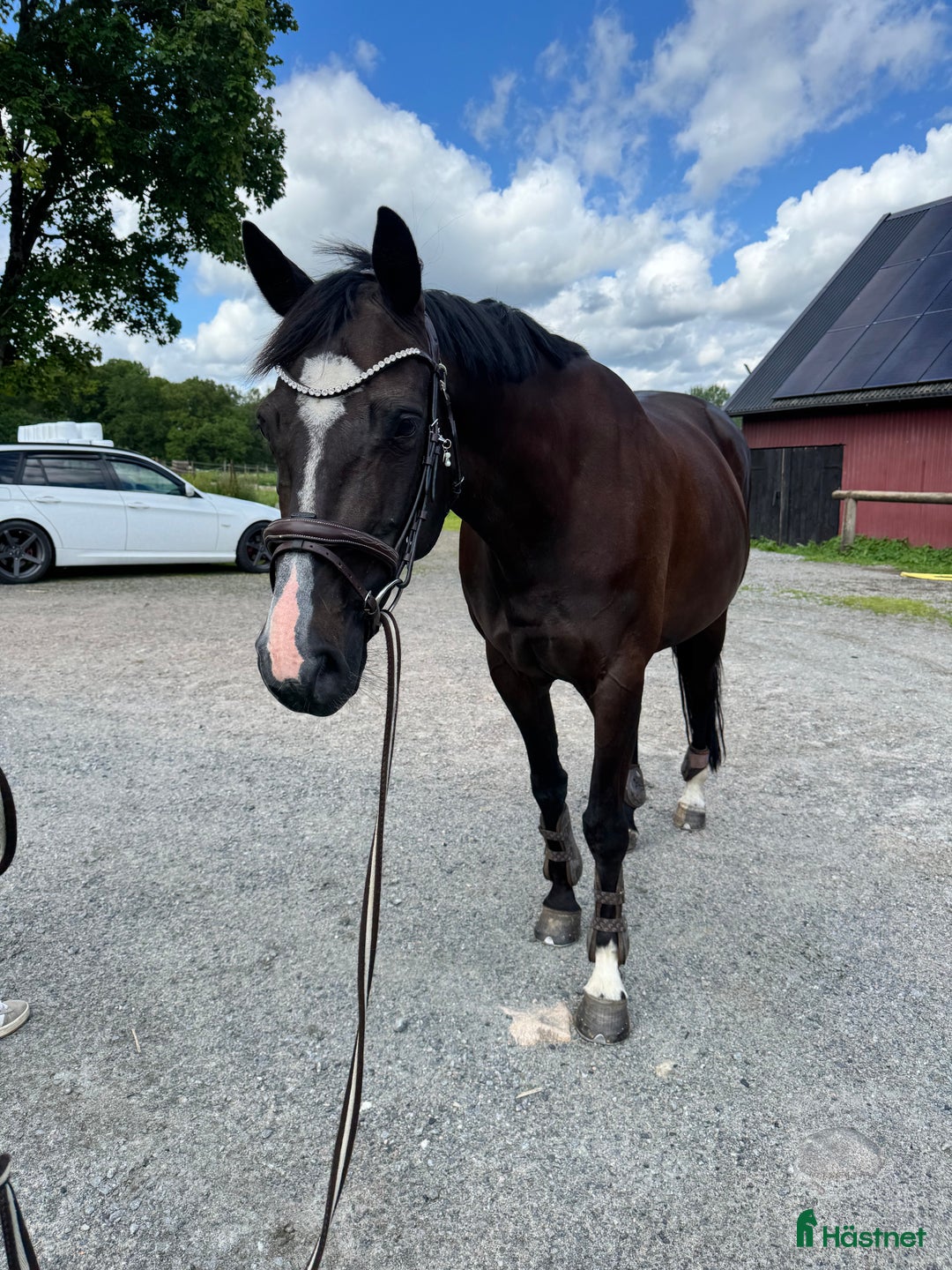 Avel hästar till salu: Snyggt avelsto!/Sällskap i Berghem - Bild 1