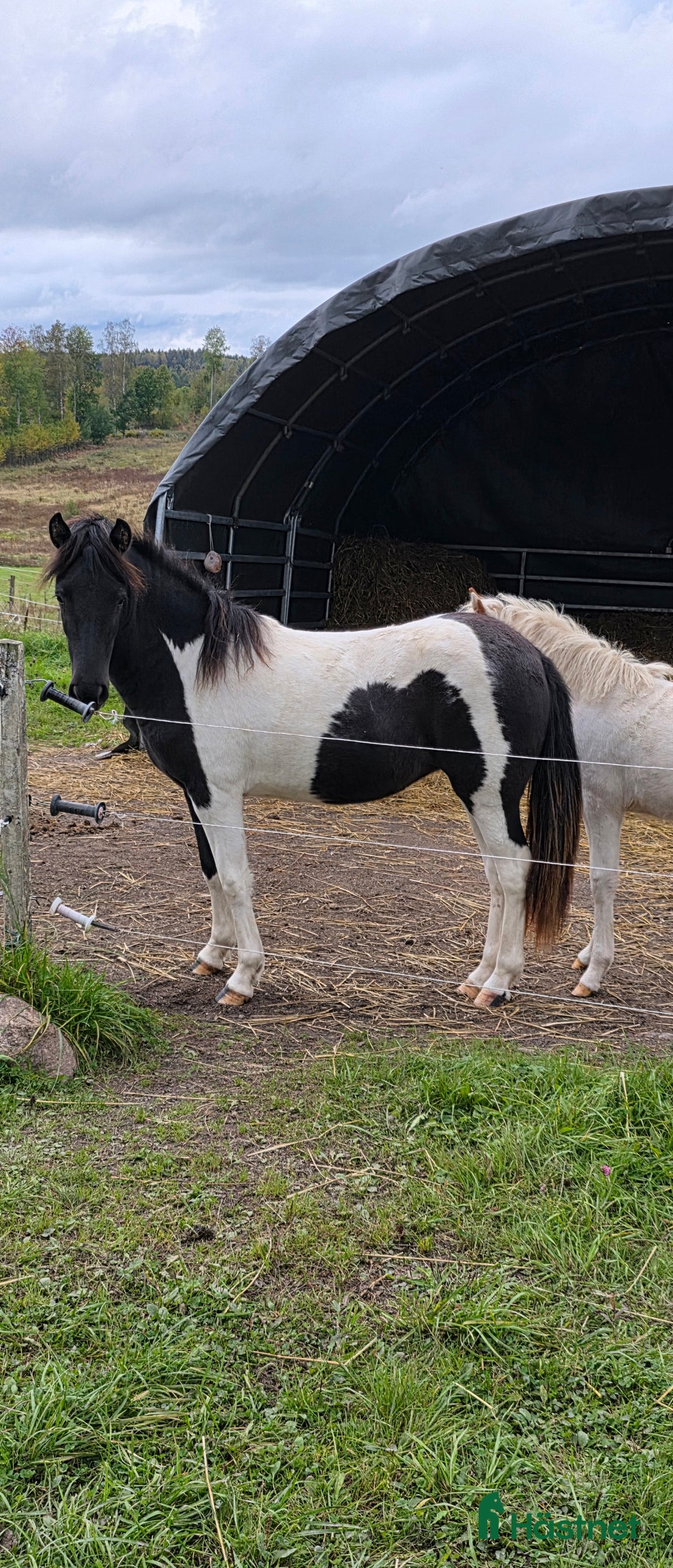 Island hästar till salu: Unghästar 2 ston tillsalu i Säffle - Annons 2