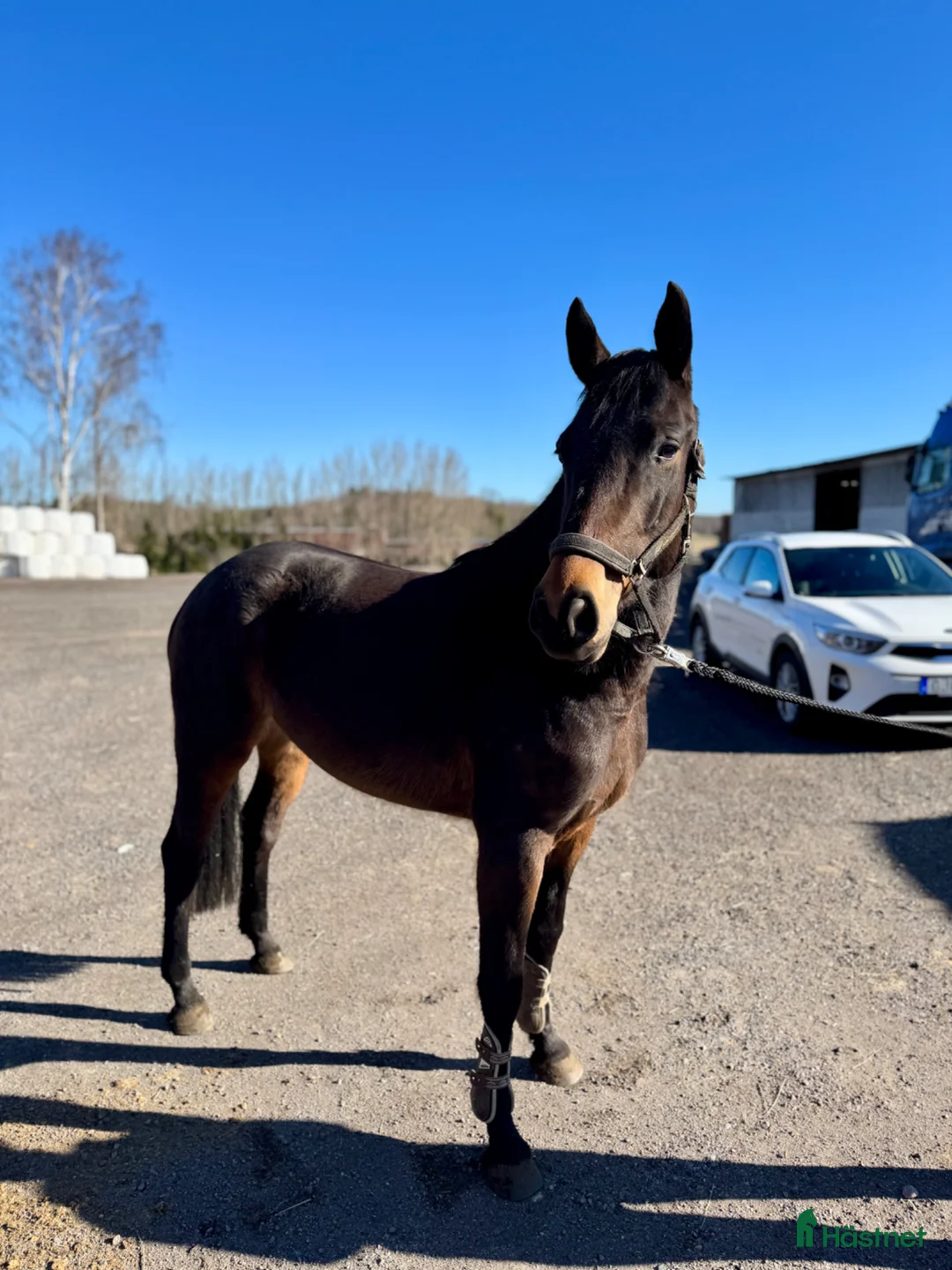 Hoppning hästar till salu: Trevlig 4åring - Annons 2