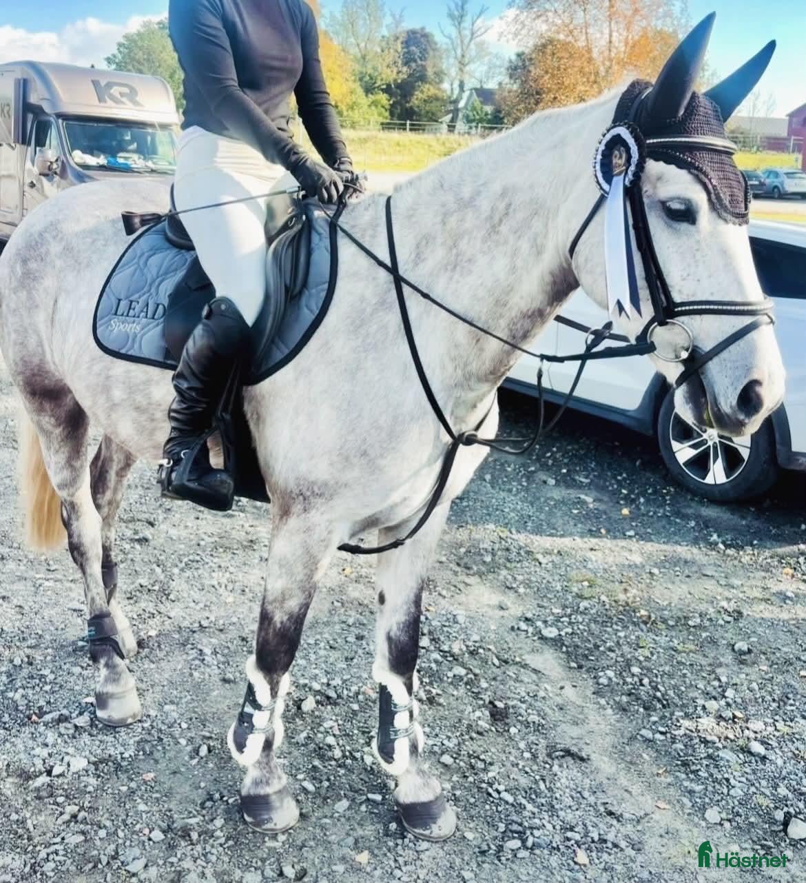  hästar Rolig 5-årig connemara med kapacitet! - Annons 3