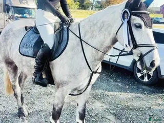 hästar Rolig 5-årig connemara med kapacitet! - Annons 3