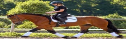 Allround hästar till salu: Dream Beauty - perfect Mother and Daughter horse - Annons 8