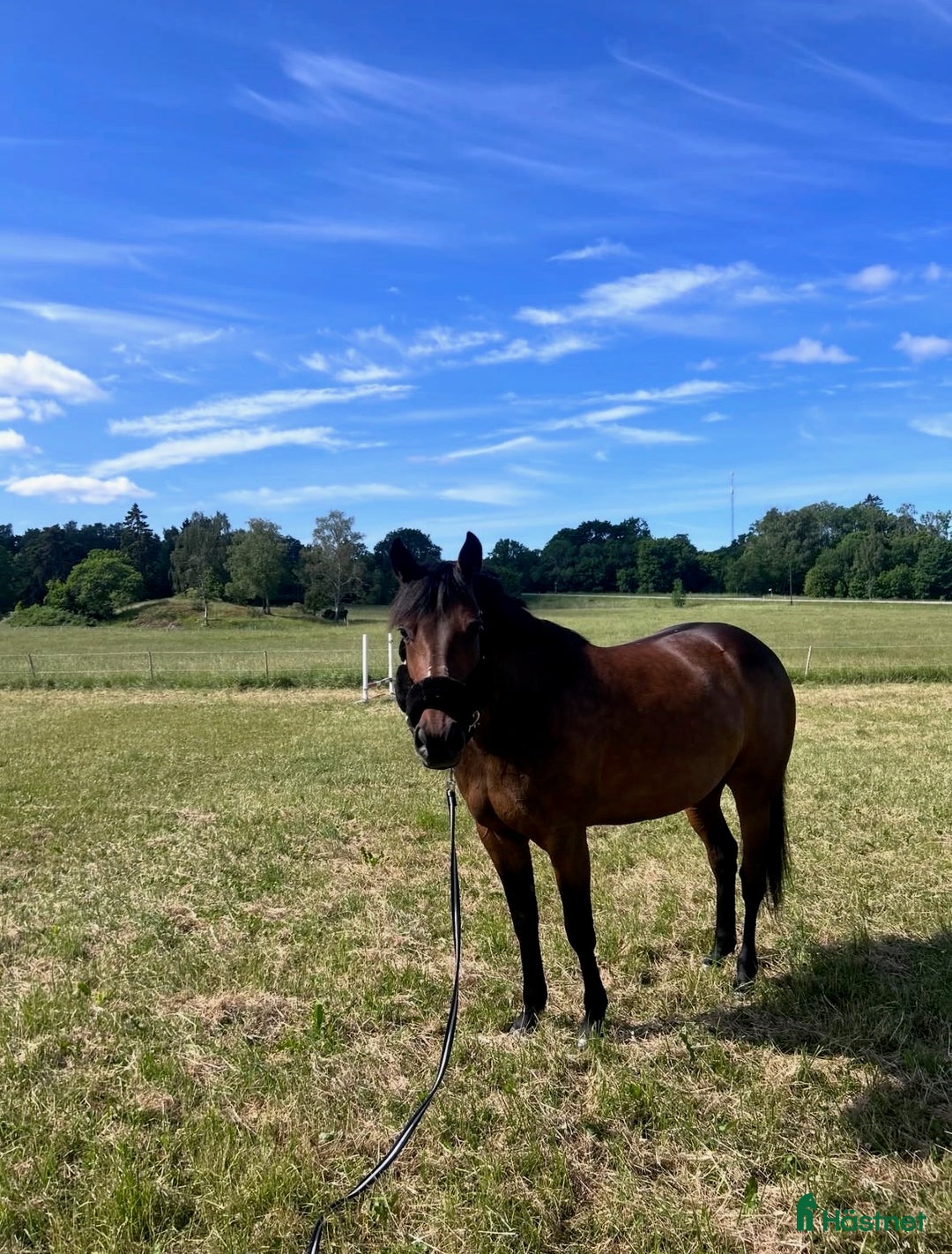 Allround hästar till salu: Bedårande ridtravare i Bro - Annons 3