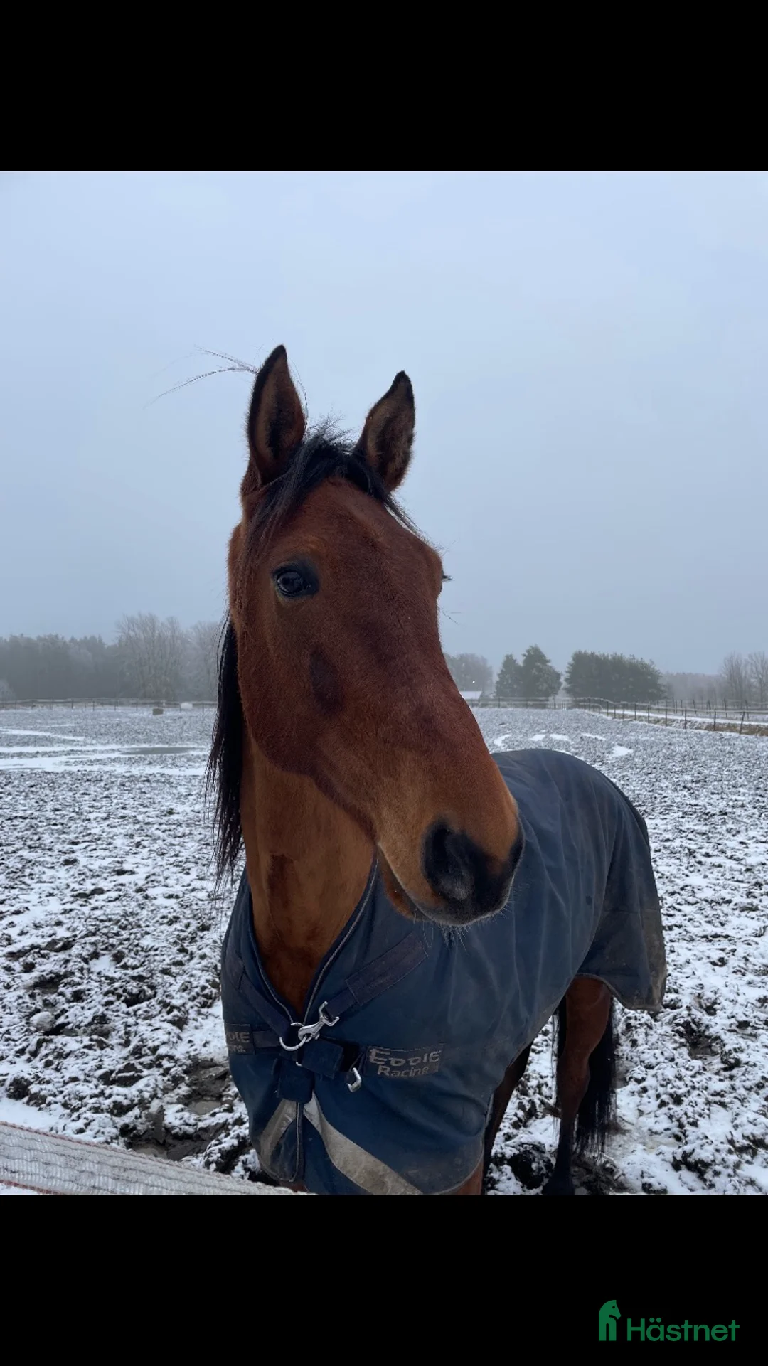 Allround hästar till salu: En riktig bästa vän  i Skara - Annons 2