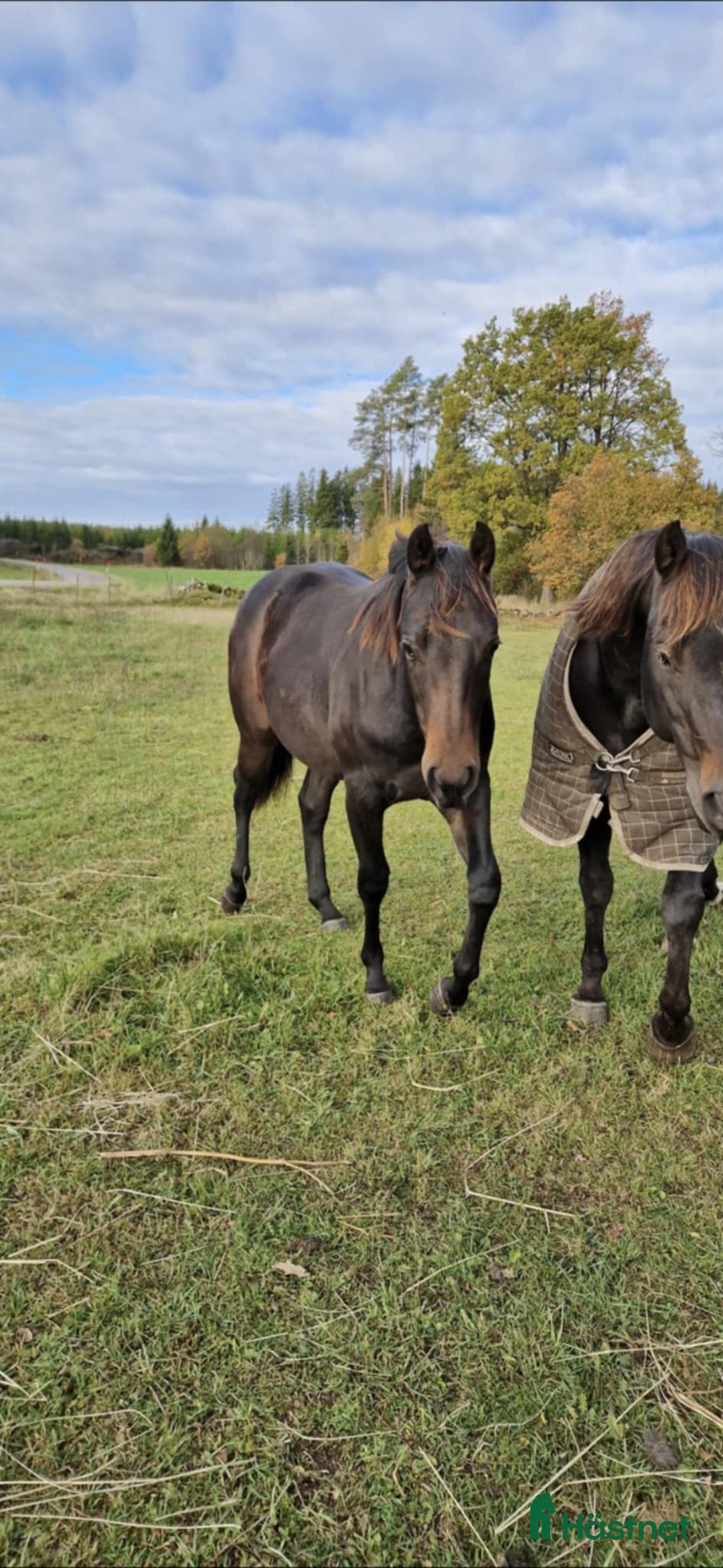 Western hästar till salu: Cowhorse-ämne i Blidsberg - Annons 4