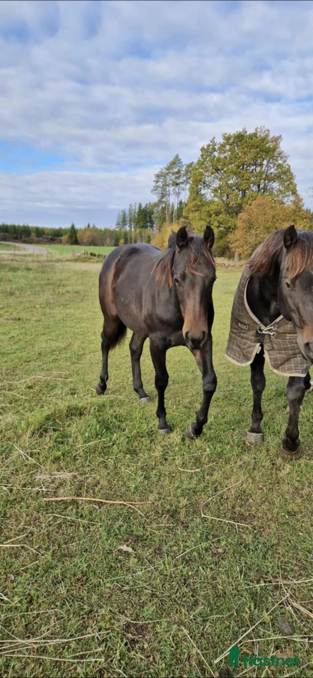 Western hästar till salu: Cowhorse-ämne i Blidsberg - Annons 4