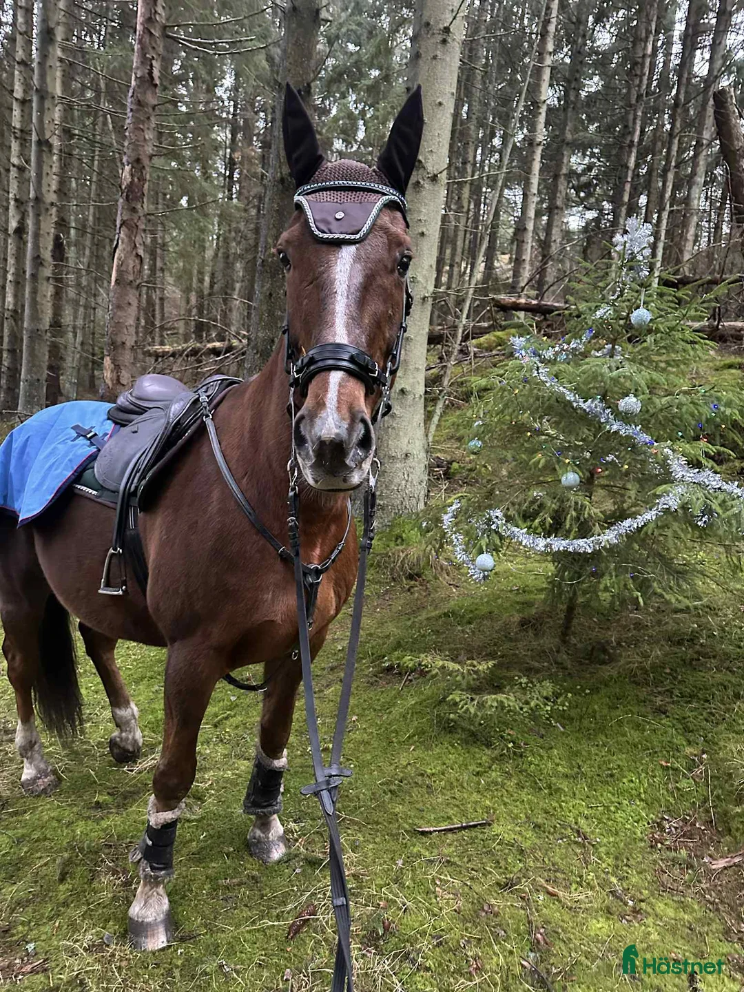 Allround hästar till salu: Ridtravare 13 år i Kållekärr - Annons 2