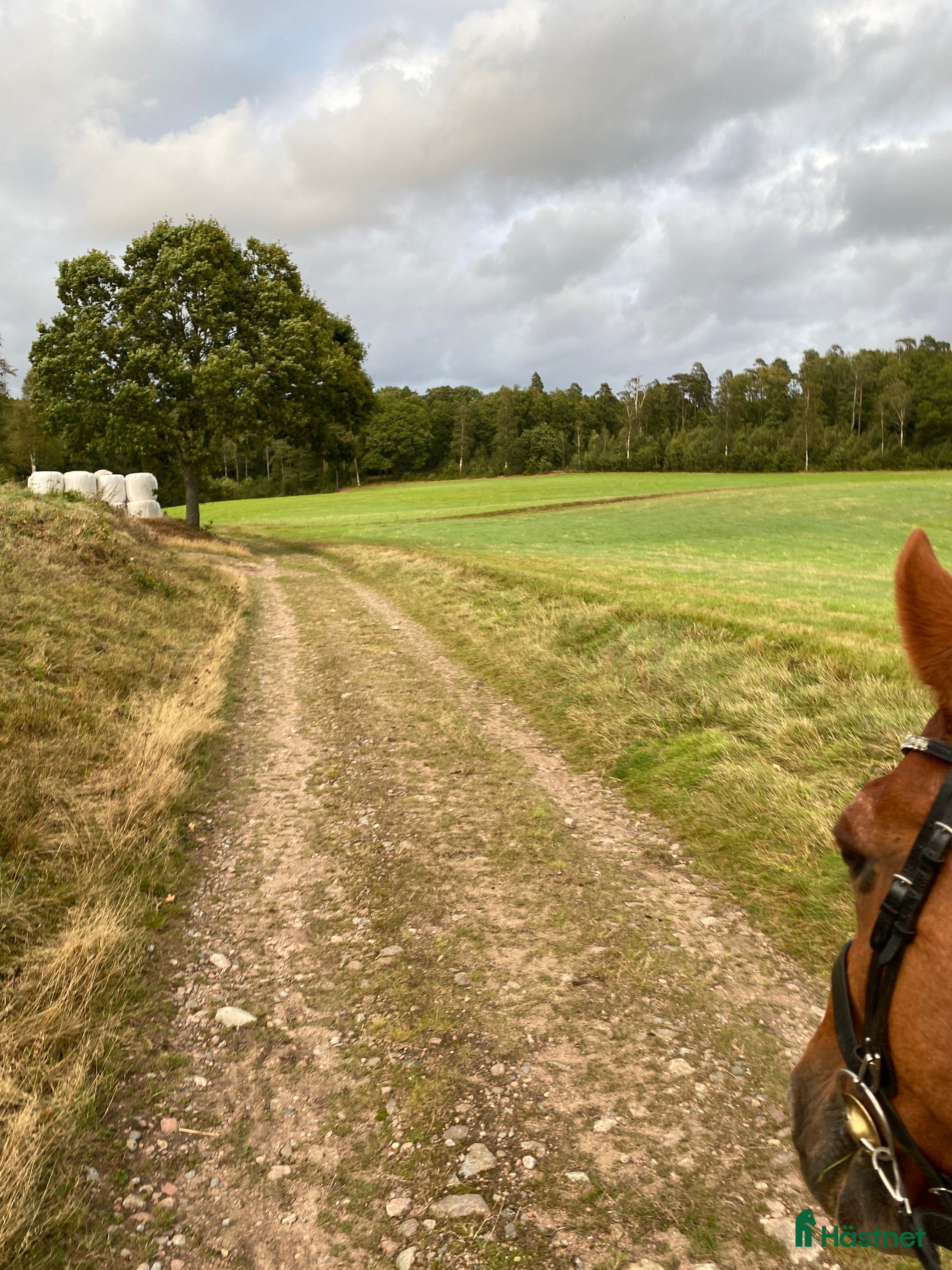  foderhäst Foderhäst finns i Halmstad - Annons 3
