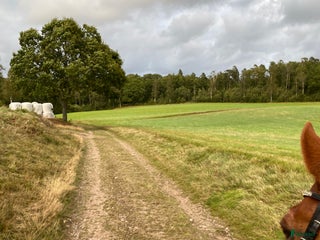 foderhäst Foderhäst finns i Halmstad - Annons 3