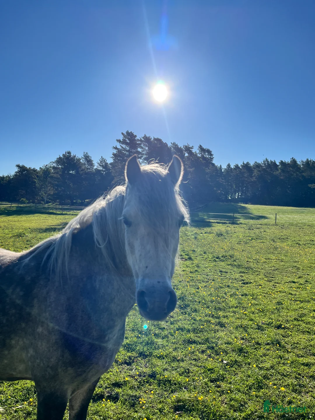 Allround hästar till salu: Prinsessan - Annons 1