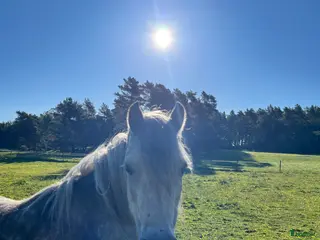hästar Prinsessan - Annons 2