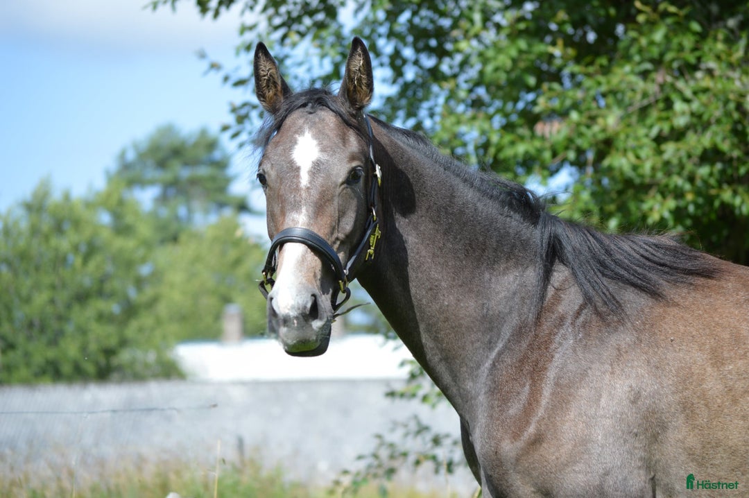 Akademiskt hästar till salu: Forma din egen allroundhäst i Korsberga - Annons 4