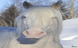 Allround hästar till salu: *Reserverad* Elegant Welsh Cob Stoföl i Hoting - Bild 15