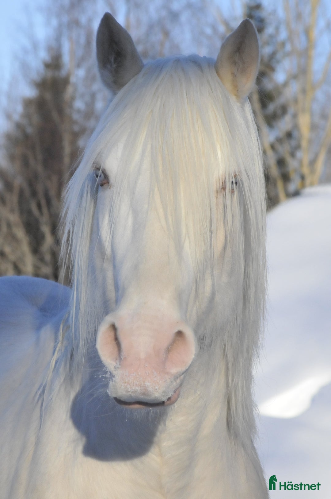 Allround hästar till salu: Elegant Welsh Cob Stoföl i Hoting - Bild 15