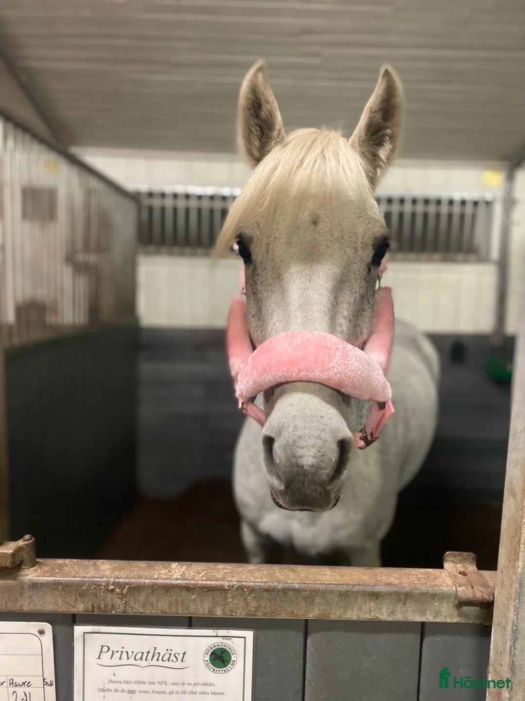 Allround hästar till salu: Maxad D-ponny e: I Love You Melody i Norrköping - Annons 2