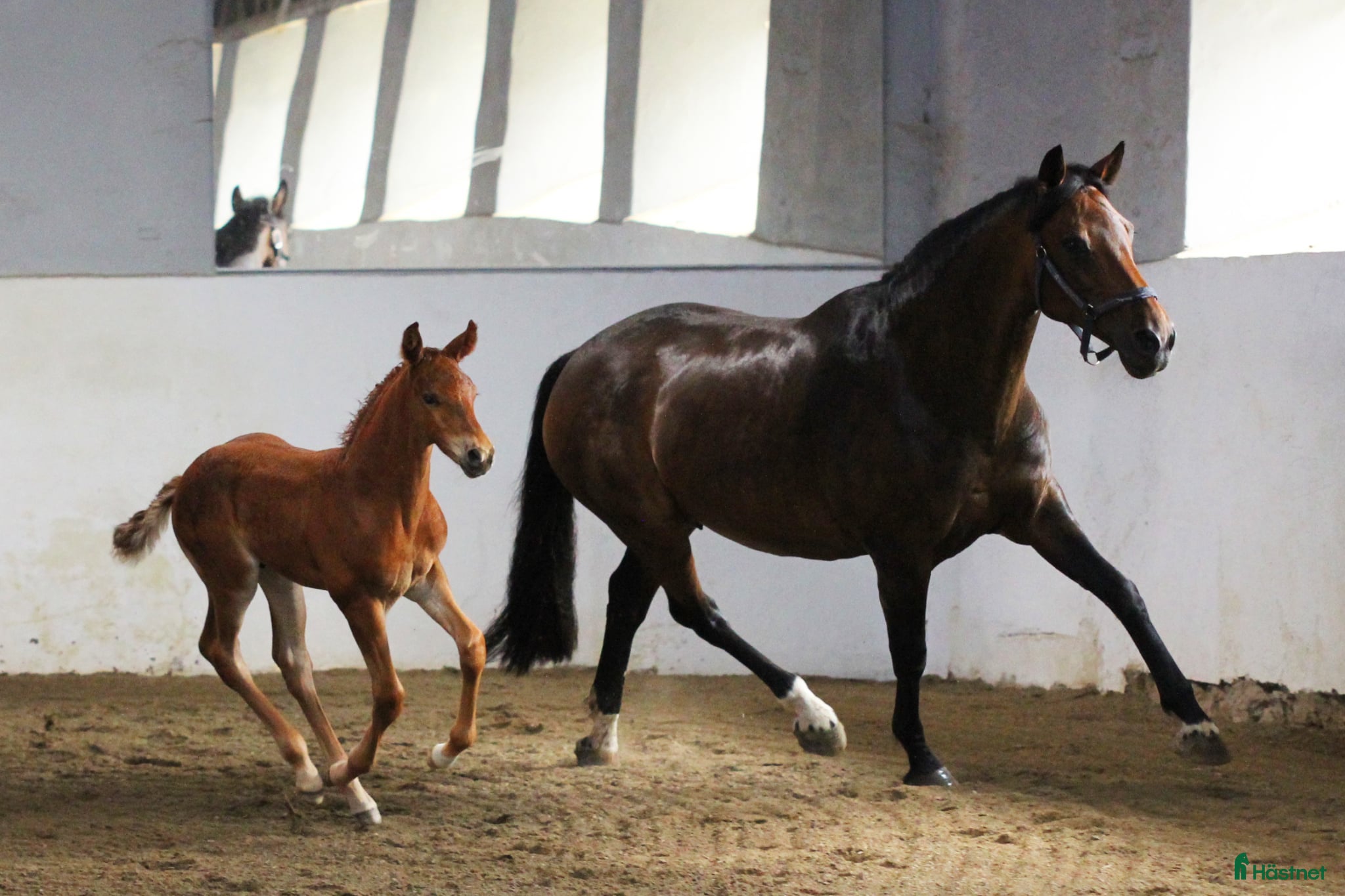  hästar Framtidsämne för dressyr🌟  - Annons 16