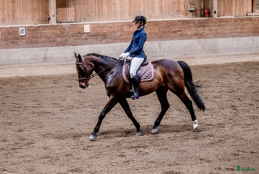 Allround hästar till salu: Välutbildad gentleman - Annons 1