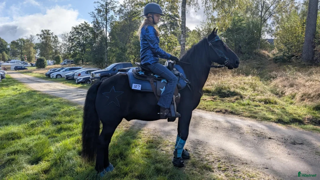 Allround hästar till salu: Världens finaste wonderful magic fellponny  i Ljung - Annons 6