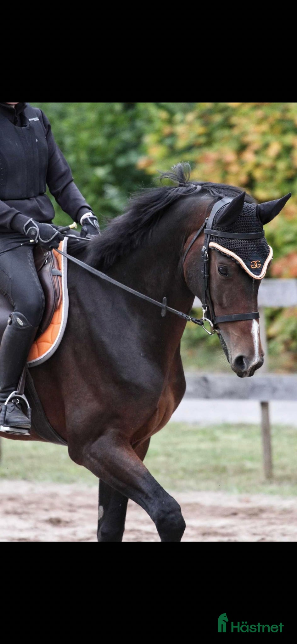  hästar Lovande 6-åring  - Annons 2