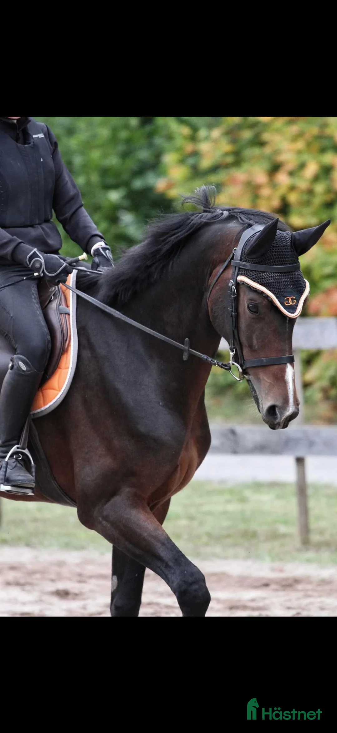 Allround hästar till salu: Lovande 6-åring  i Nybro - Annons 2
