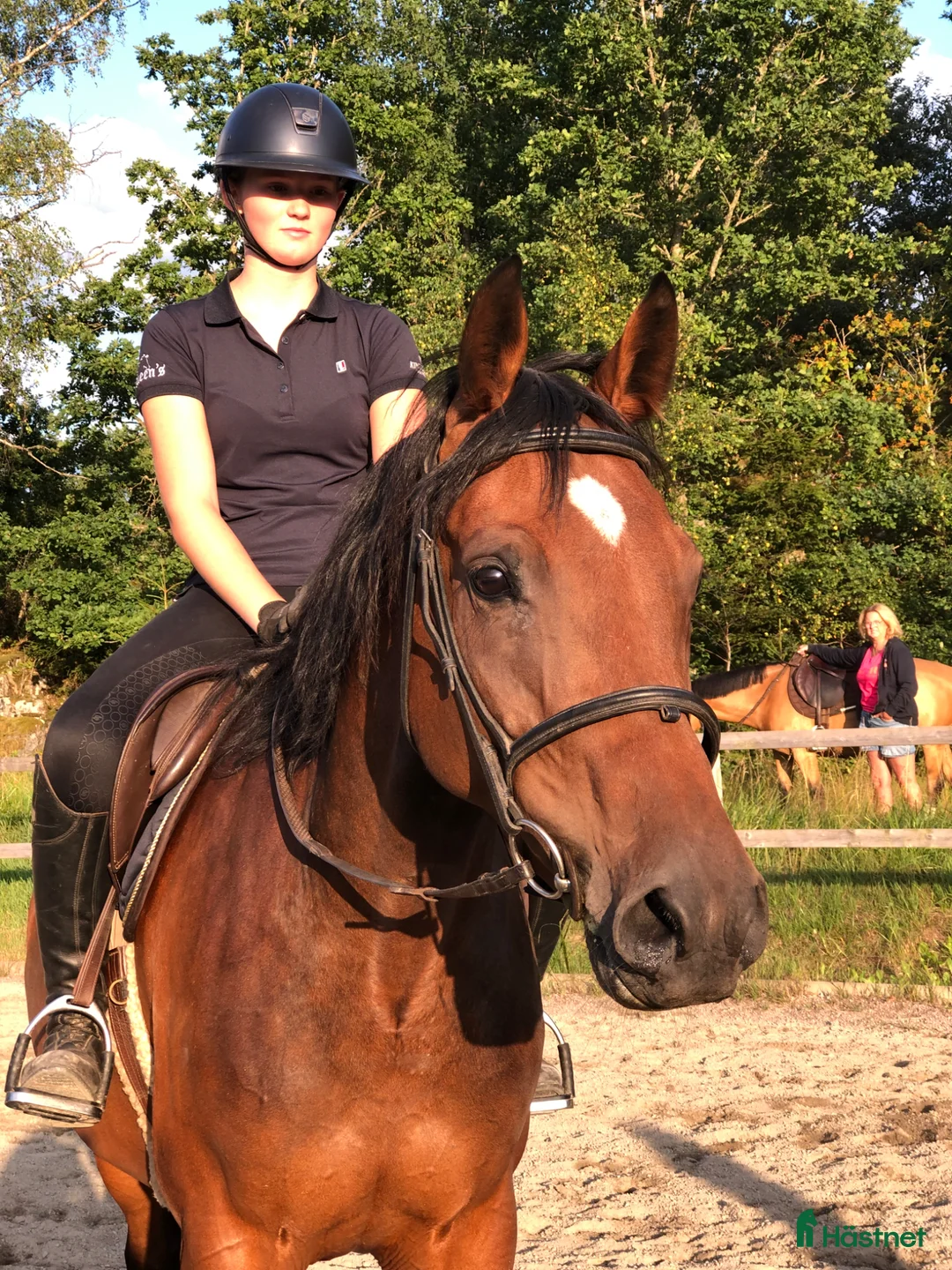 Avelshästar hästar till salu: Swb sto 10 år med Casall, Cardento och fullblod!  - Annons 1