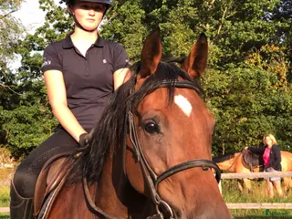 hästar Swb sto 10 år med Casall, Cardento och fullblod! - Annons 1