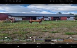 Allround hästar till salu: Vackert hingstföl i Perstorp - Annons 18