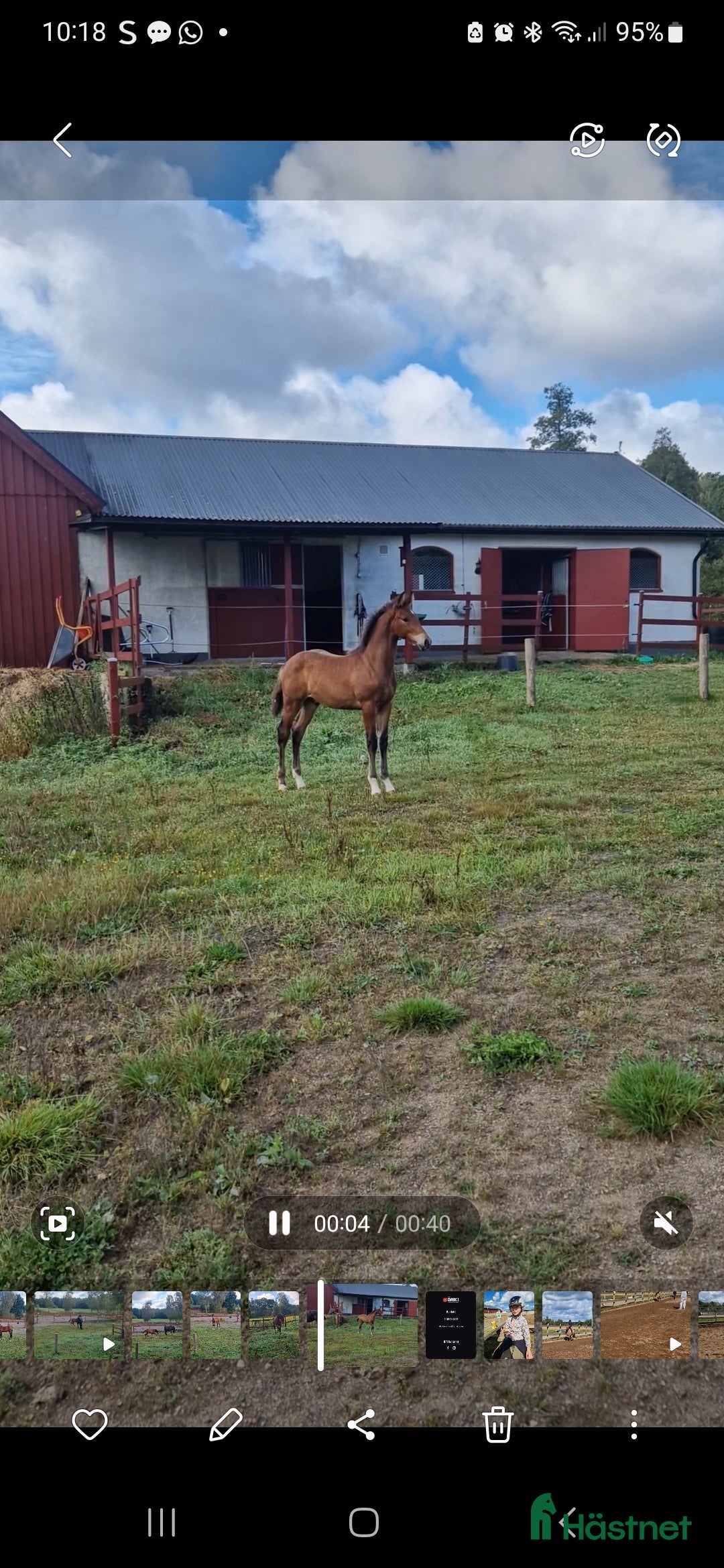 Allround hästar till salu: Vackert hingstföl i Perstorp - Annons 18