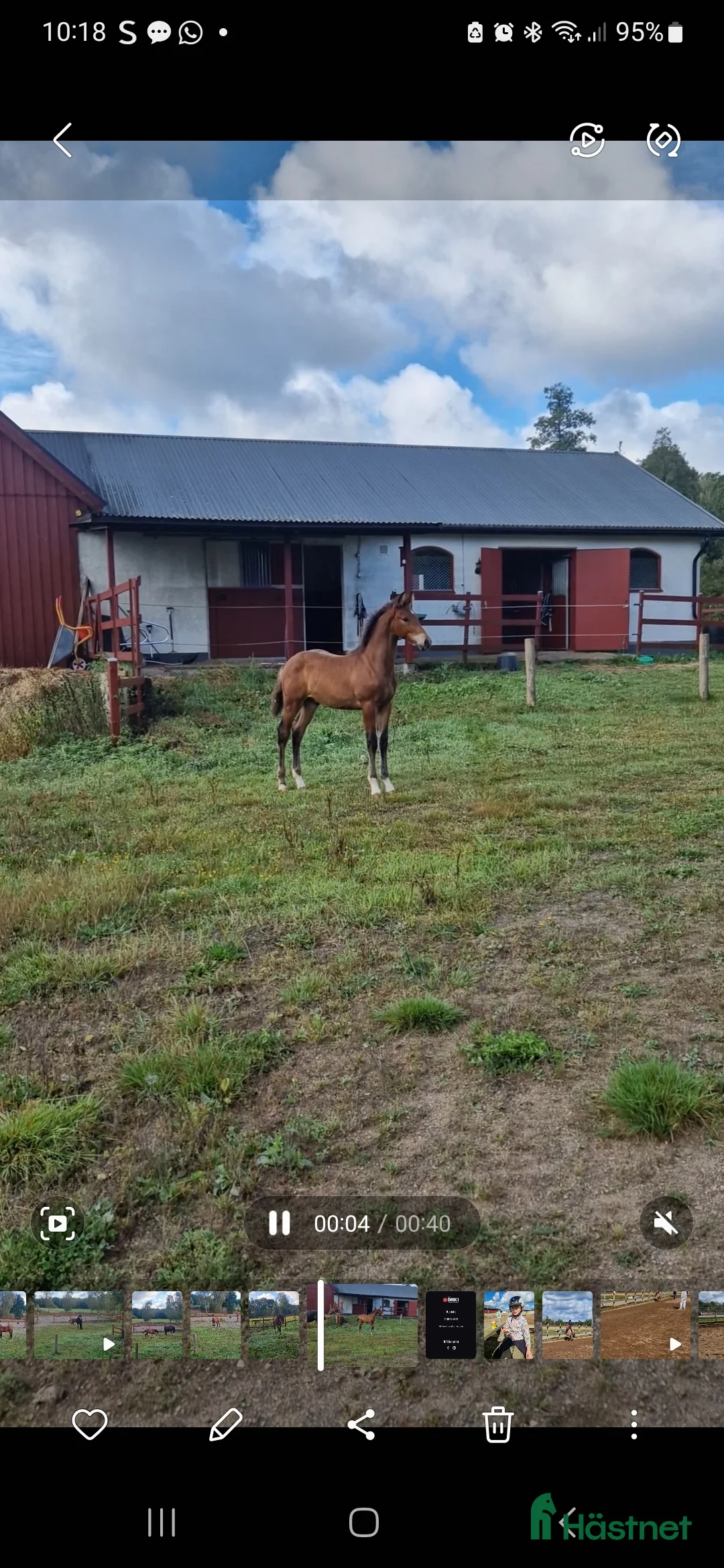 Allround hästar till salu: Vaquero  - Annons 18