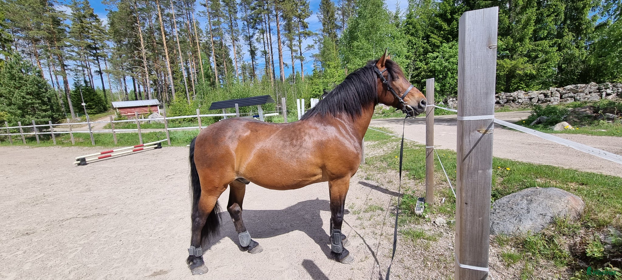  hästar Lovande allround häst - Annons 3