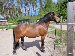 hästar Lovande allround häst - Annons 3